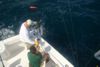 Oct23-taco-hooked-up-charter-fish-sailfish-sail-fish-fishing.jpg