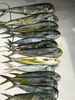 Oct_2024_Mahi11.jpg