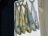 October_2025_Mahi.jpg
