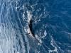 October_2025_Sailfish.jpg