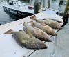 Offshore_fishing_reports_crystal_river_florida.jpg