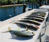 Orlando_fishing_report_fall_2020.jpg