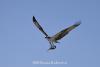 Osprey_and_Needlefish_2.jpg
