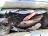 PB080076.JPG