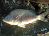 PICT0054.JPG