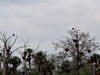 Pair_of_eagles_in_Big_Cyprus.jpg