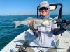 PatBeckwithSBClouserflybluefish.jpg