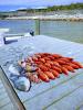 Pensacola_fishing_charters_1.jpg