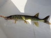 Pickerel_n_Floating_Minnow.jpg