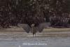 Reddish_Egret_2.jpg