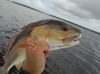 Redfish_6_Photo_Capt_Rob_Modys.JPG