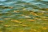 Redfish_School_1_Highlight.jpg