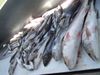 Reds_flounder_drum.JPG