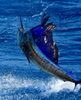 Sailfish13.jpg