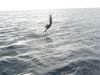 Sailfish_1.JPG