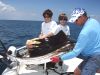 Sailfish_10.jpg