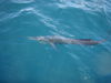 Sailfish_3.jpg