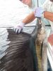 Sailfish_31.JPG