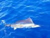 Sailfish_7.jpg