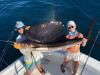 Sailfish_9_5_20.jpg