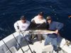 Sailfish_Brown3.jpg