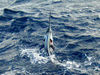 Sailfish_Bryant.jpg