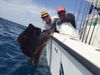 Sailfish_Feb.JPG