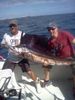 Sailfish_Jan.jpg