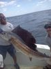Sailfish_Larry1.jpg