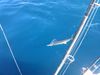 Sailfish_Lenny_2_.jpg