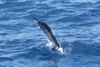 Sailfish_On_5_4_08_.jpg