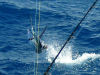 Sailfish_flying.jpg