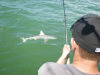 Sanibel_Black_tip_Shark.jpg