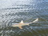Scott_n_bull_shark.jpg