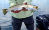 Sea_Trout_n_Rapala_Skitter_Walk.jpg