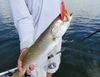 Sea_Trout_n_Rapala_Skitter_Walk_2.jpg