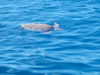Sea_turtle.jpg