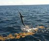 Sept_15_2011_Sailfish_web1.JPG