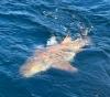 Sept_2024_Shark.jpeg