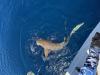 September_2025_Shark.jpg