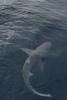 September_2026_II_Nurse_Shark.jpg