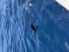 September_2026_Sailfish.jpeg