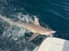 September_2026_Shark.JPEG