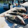 Shallow_Water_Grouper_Fishing_Report_Cedar_Key.jpg