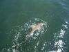 Shark_010.JPG