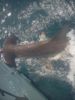 Shark_Al.jpg