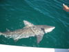 Shark_Cobia_023.JPG