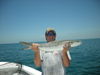 Shark_Cobia_026.JPG