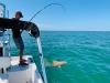 Shark_Fishing_Charters_Crystal_River.jpg