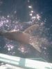 Shark_Nancy_2_.jpg
